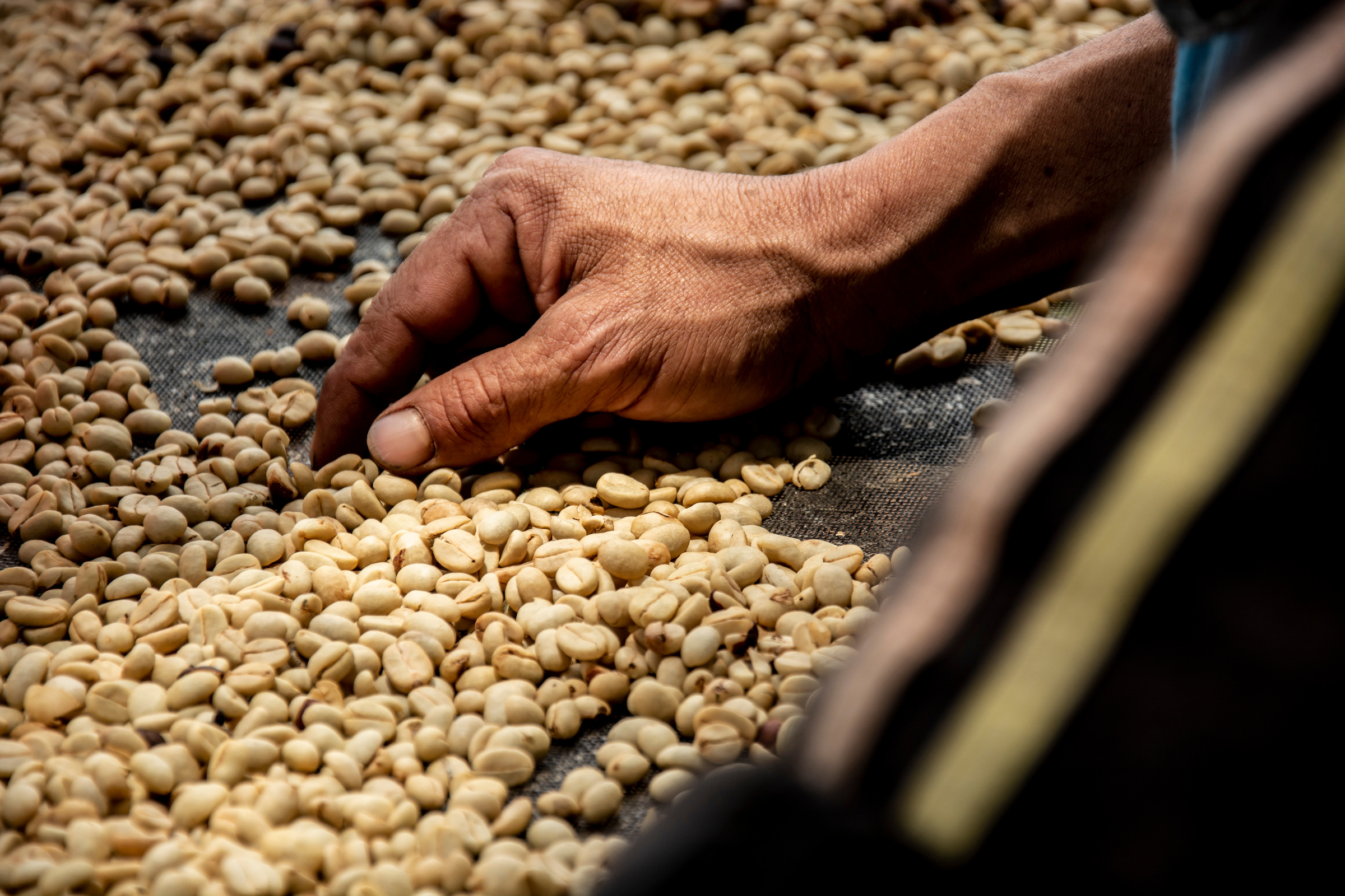 Coffee drying